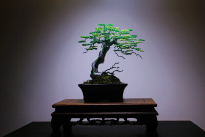 盆景diy