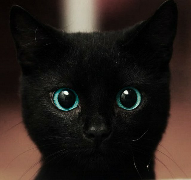高清黑色猫眼壁纸图片