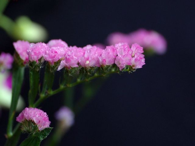 含笑花的胎座图片