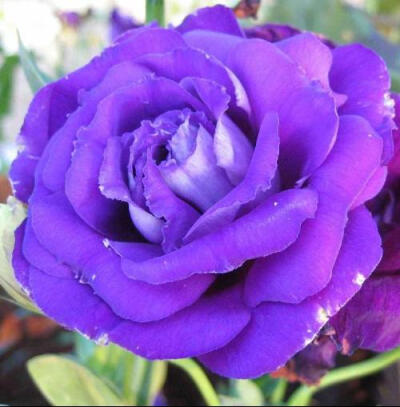 紫玫瑰,花语:忧郁,梦幻