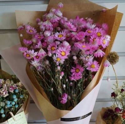 花语雏菊