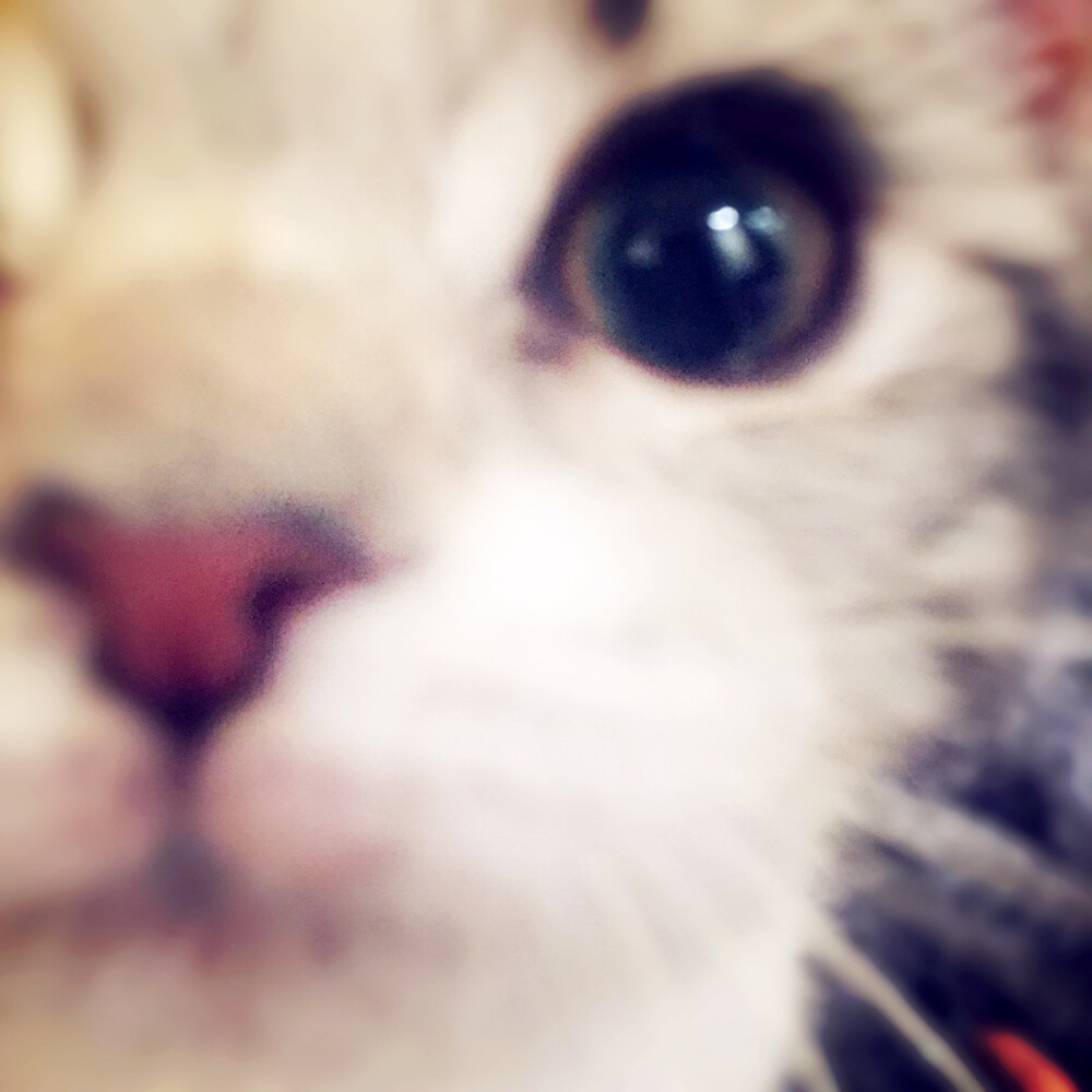 大眼瞪小眼