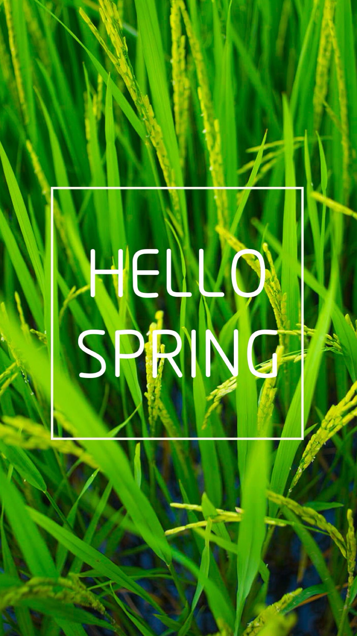 文字 句子 英语 英伦 欧美 清新 唯美 壁纸 短句 那些错失了的美好