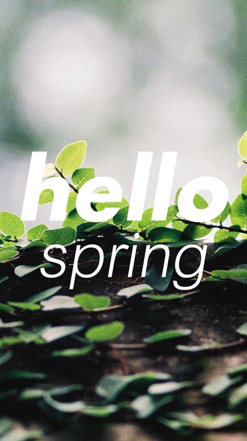 英伦 欧美 清新 唯美 壁纸 短句 那些错失了的美好 春天 hello spring