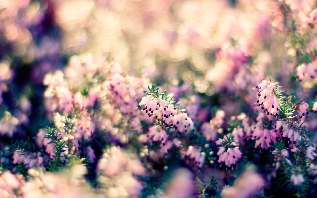 "寻不见你,就在春天山花最烂漫的地方等你… - 堆糖,美图壁纸兴趣社区