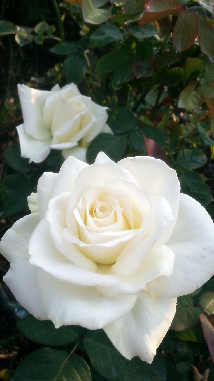 大上海白玫瑰图片