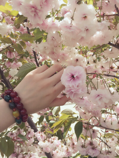 摘花入鬓角