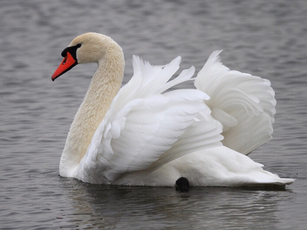 疣鼻天鹅是世界上最大的飞鸟之一,体重可达9公斤.