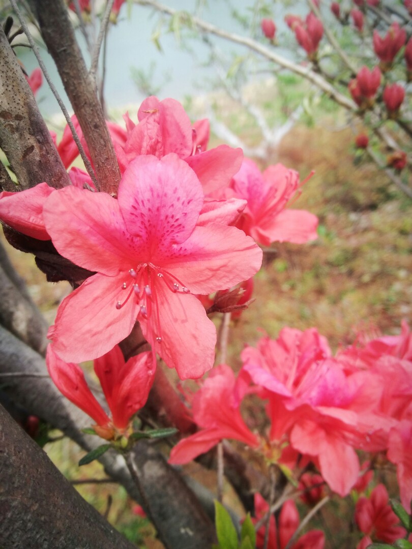 锁屏壁纸 桌面 花开半夏,美景不可辜负!