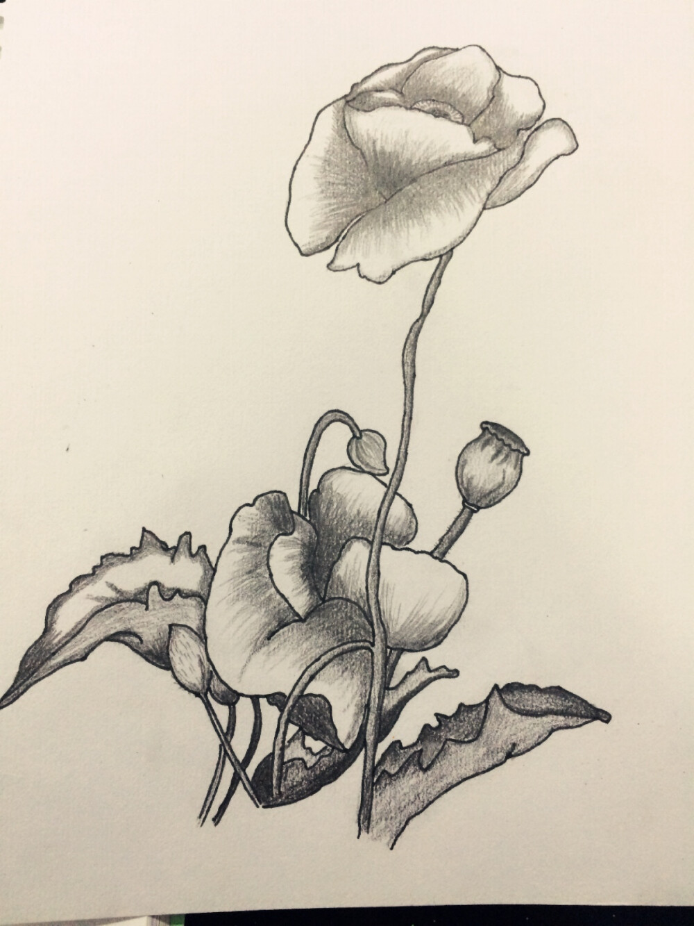 罂粟花花瓣画法图片