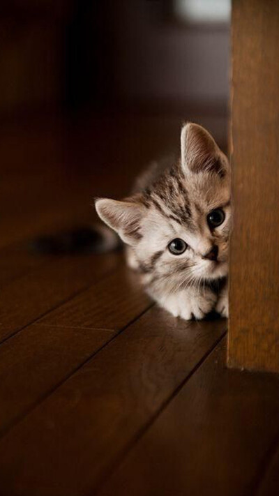 壁纸 平铺 可爱 猫猫 喵星人 猫咪 宠物 动物 0 221 薇漾  发布到