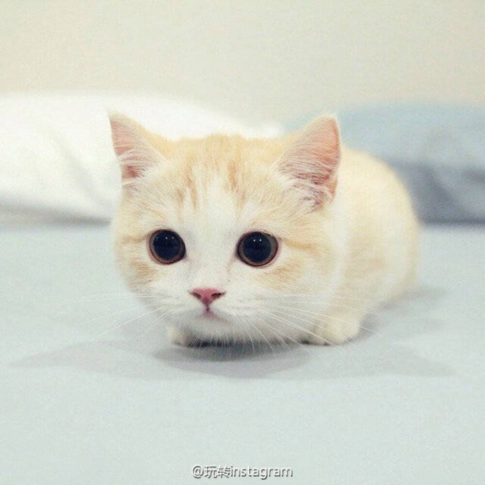 可爱猫咪喵星人萌宠小奶猫