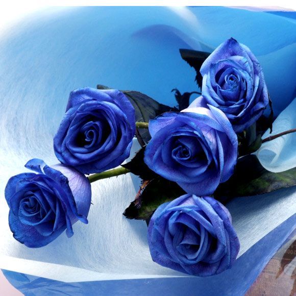 美丽的蓝玫瑰 蓝玫瑰的花语: 奇迹与不可能… - 堆糖,美图壁纸兴趣社