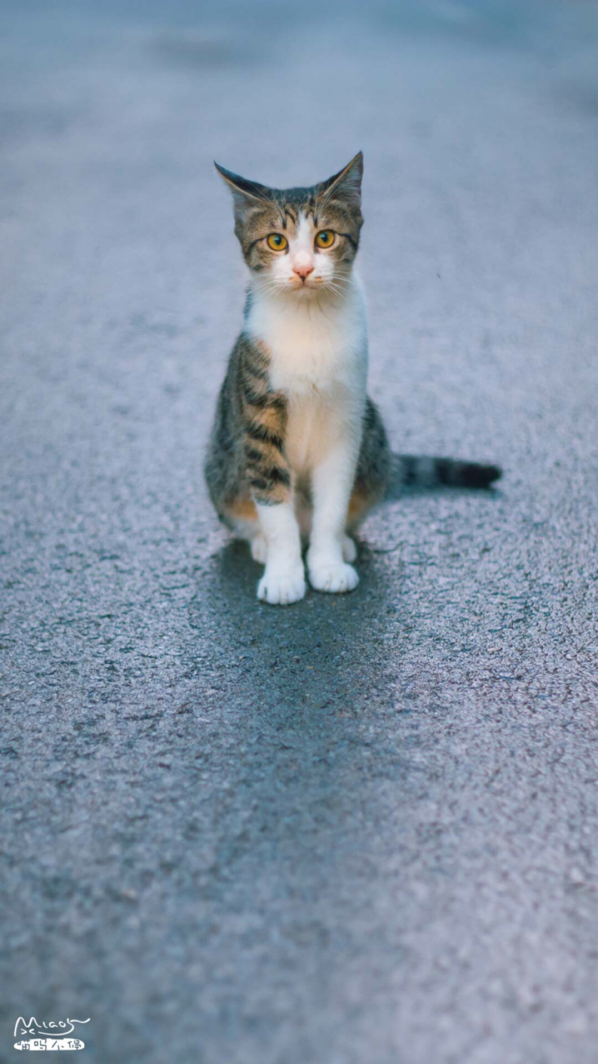 猫咪 喵星人 萌宠 可爱 动物 壁纸