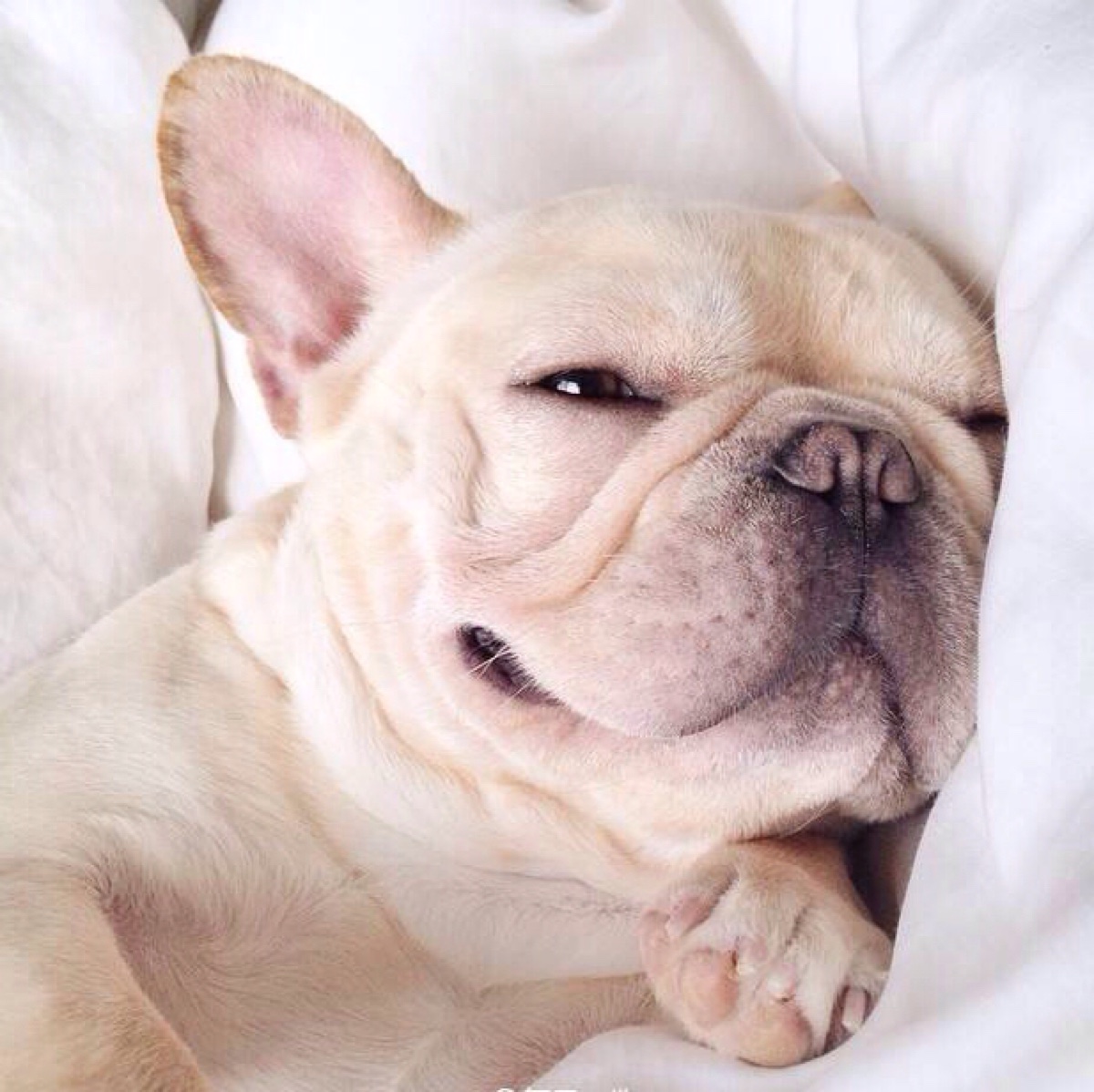 丑萌丑萌的斗牛