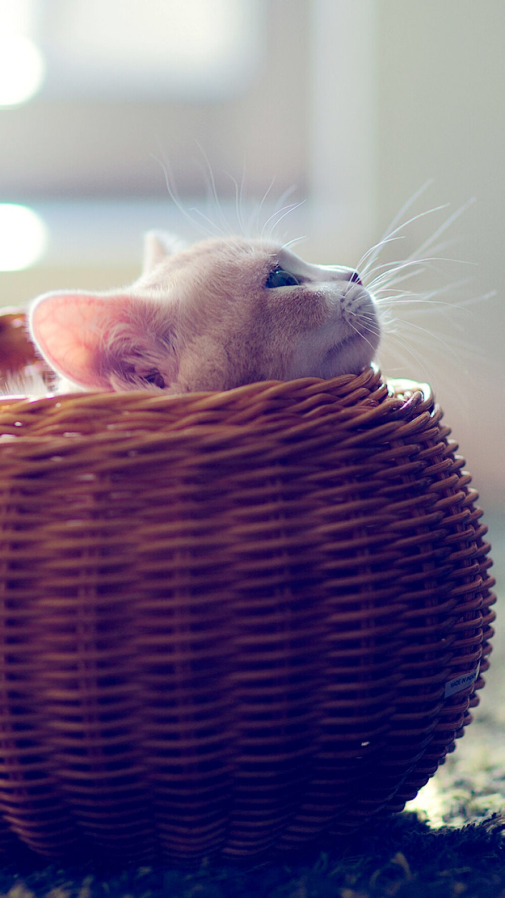 猫咪 萌宠 可爱 动物 喵星人 大眼猫 壁纸