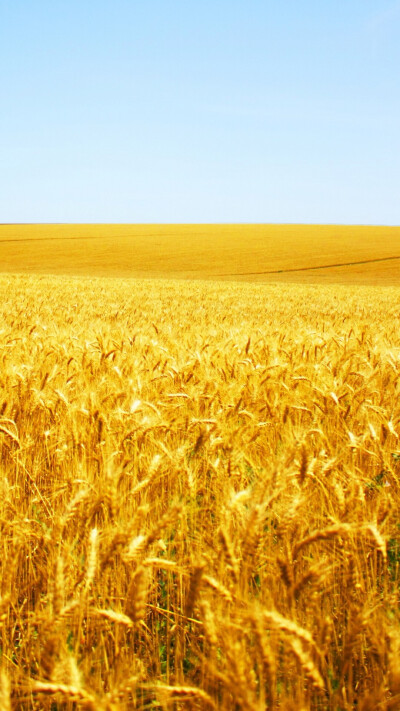 不是高清我不发,更多同系列关注我主页,风吹麦浪,金色,收获,秋天,风景