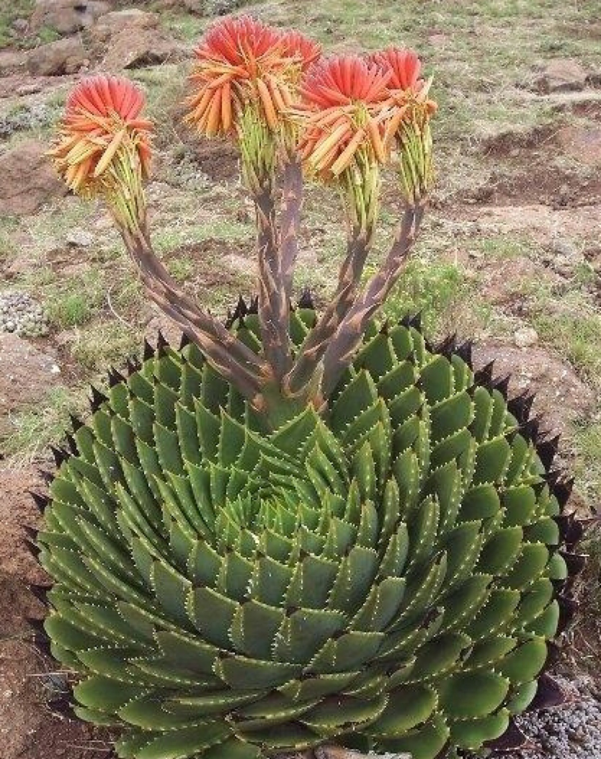 芦荟女王 aloe polyphylla