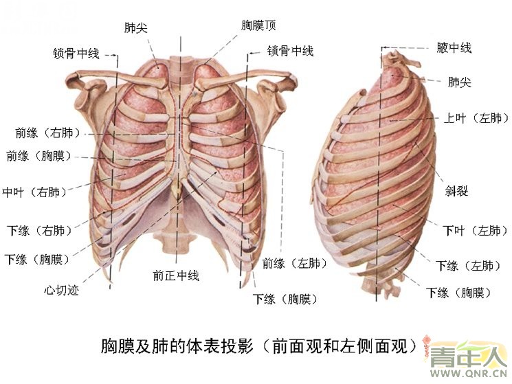 肋骨在哪里图解图片