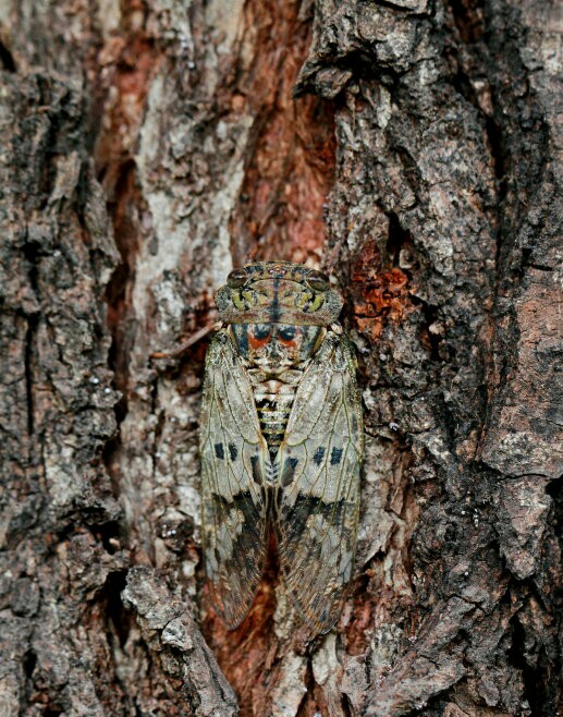 暑伏中后期蛁蟟蝉diāoliáo