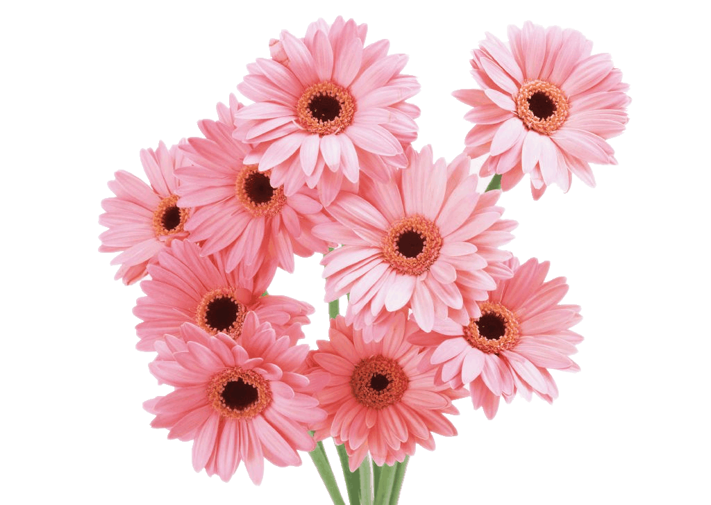 【透明素材】透明图片/前景色/背景色的图片/白色背景图