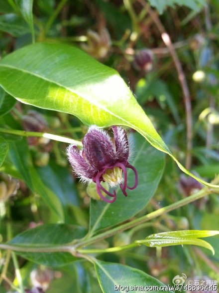 【石之若璞-花事-春末觅花影】中文学名:杠柳 拉丁学名:periploca