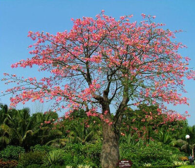 chorisia speciosa),别名:美人树,美丽木棉,丝木棉,木棉科,吉贝属植物