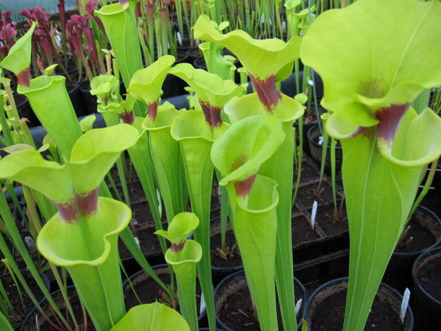 瓶子草(sarracenia)属于瓶子草科瓶子草属植物,本属植物原产西欧,北美