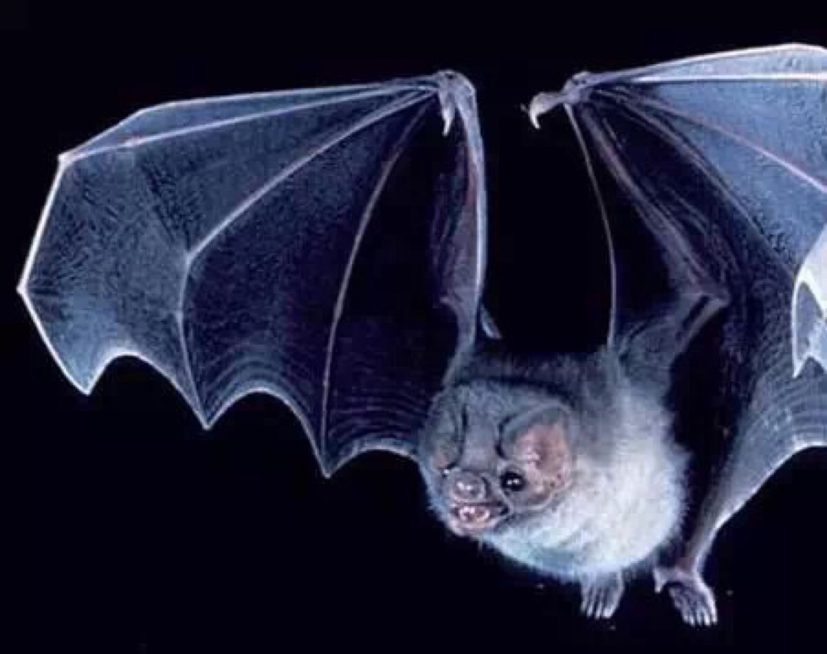 猪脸蝙蝠 在小说中有出现的怪物,其实特产于拉丁美洲的大科,因有发达
