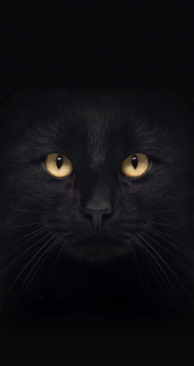 黑色 猫 壁纸