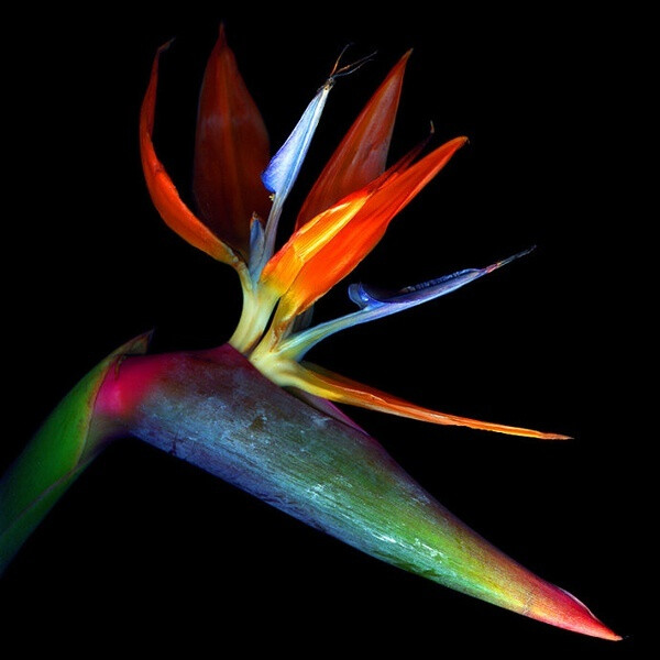 天堂鸟strelitzia reginae又称极乐鸟花,原产南非.