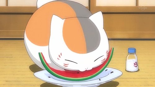 夏日西瓜 猫咪老师