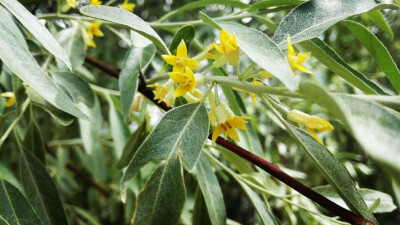 沙枣花