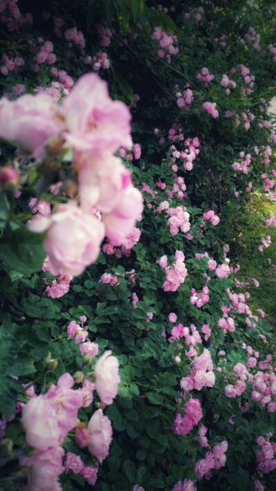 花开的夏初,粉粉如蔷薇,一袭芳芳(摄于校外)