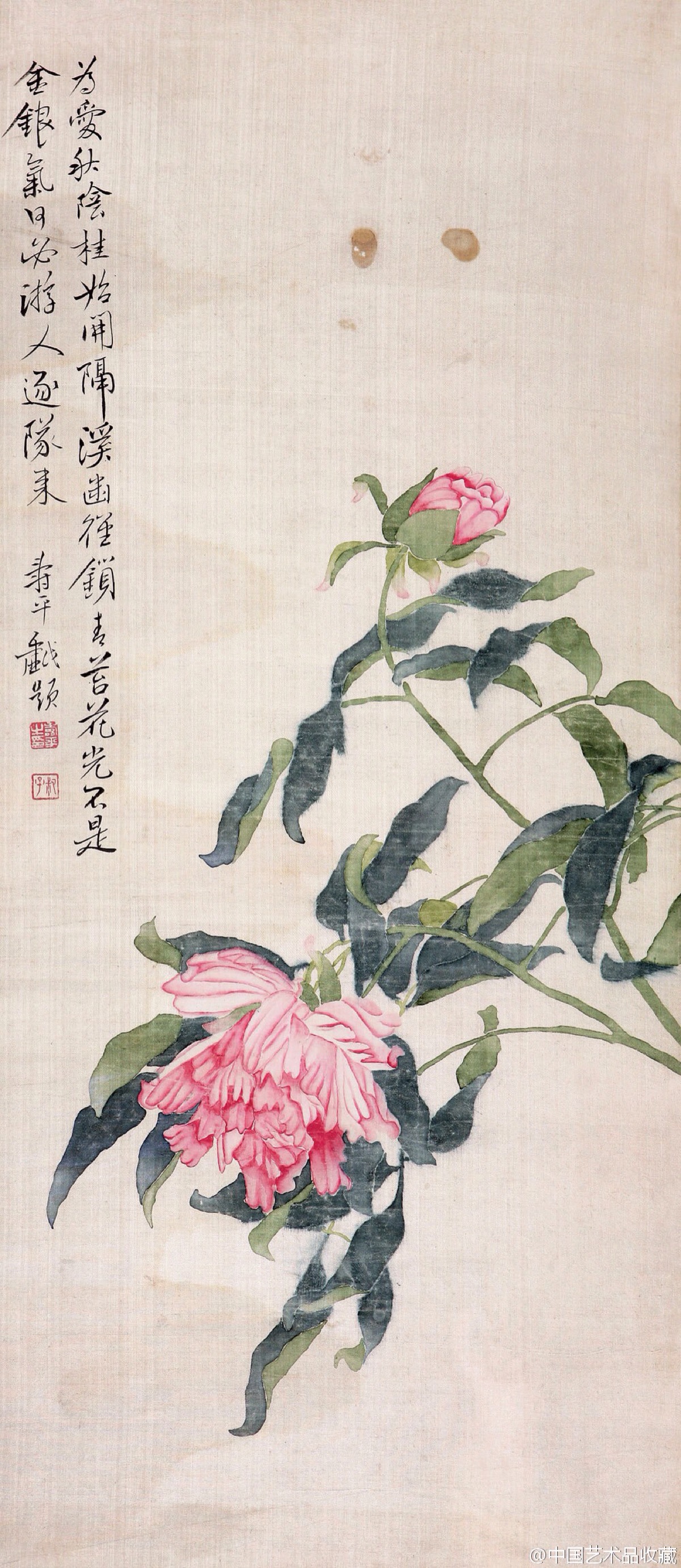 【清 恽寿平 《姚黄魏紫》 】恽寿平的花卉,多为没骨画法,很少勾勒,以