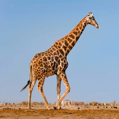 长颈鹿是世界上现存最高的动物,高的可达6米左右