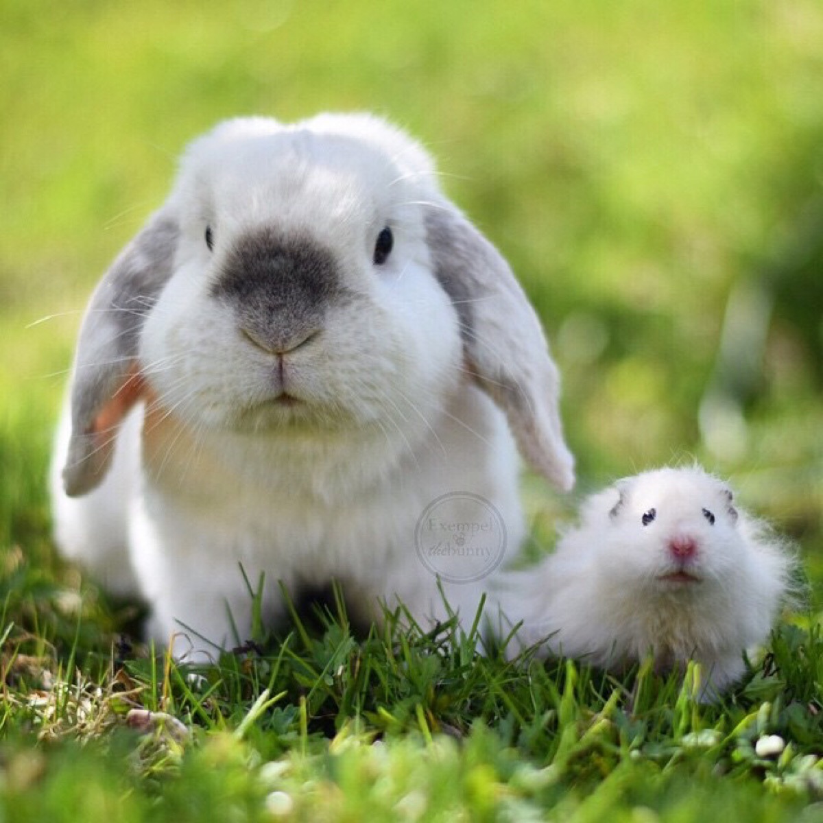 每天都被这只叫exempel的4岁瑞典兔子萌哭() (ins:exempelthebunny)