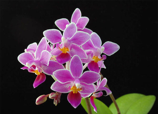 小兰屿蝴蝶兰 phalaenopsis equestris ,蝴蝶兰属.