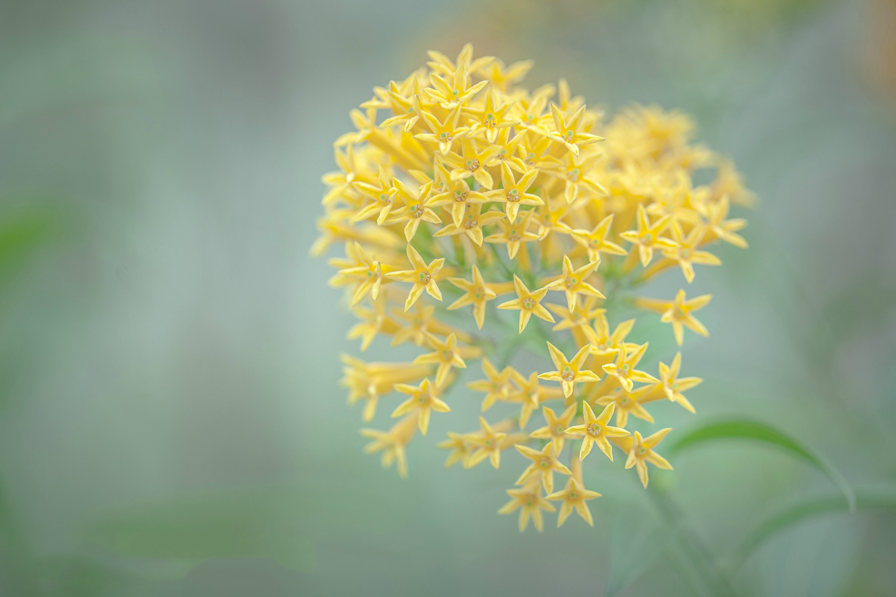 cestrum aurantiacum 黄花夜香树,茄科夜香树属.