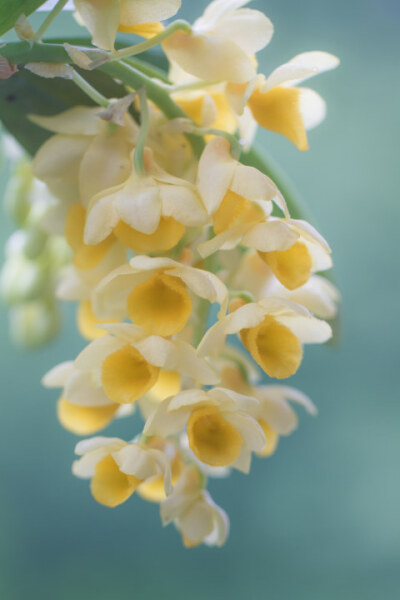 dendrobium densiflorum 密花石斛,石斛属