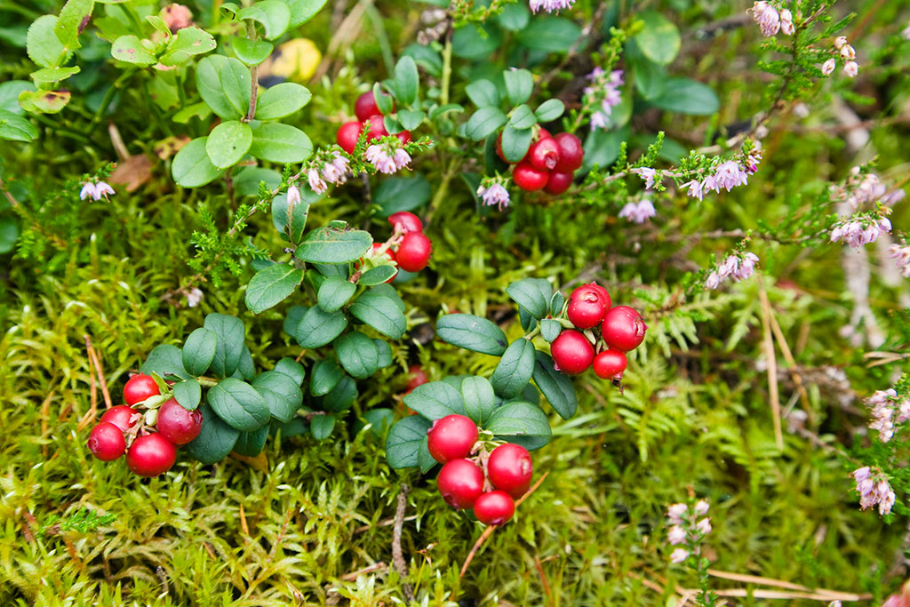 蔓越莓,又称蔓越橘,小红莓,酸果蔓,英文名(cranberry),其名称来源于原