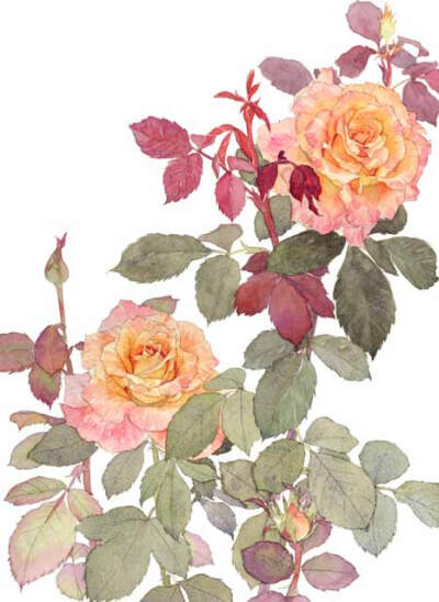 水彩,月季,花卉,植物,手绘,插画