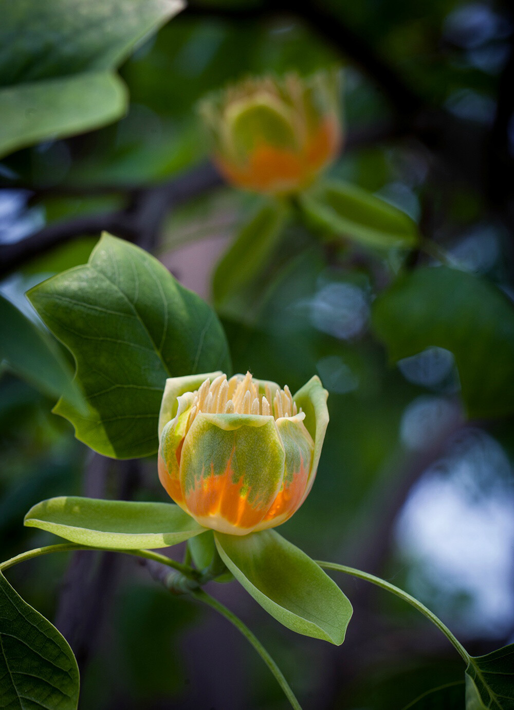 北美鹅掌楸 liriodendron tulipifera ,木兰科鹅掌楸属.