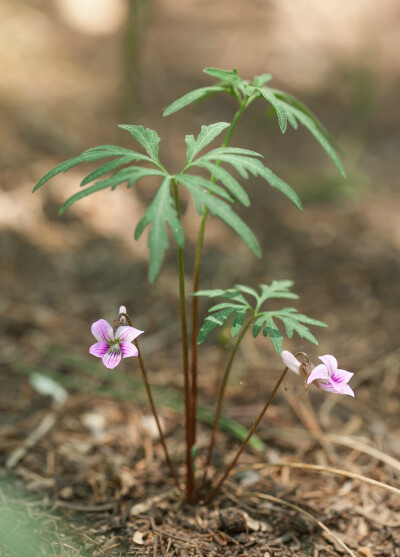 裂叶堇菜 viola dissecta ,堇菜科堇菜属.