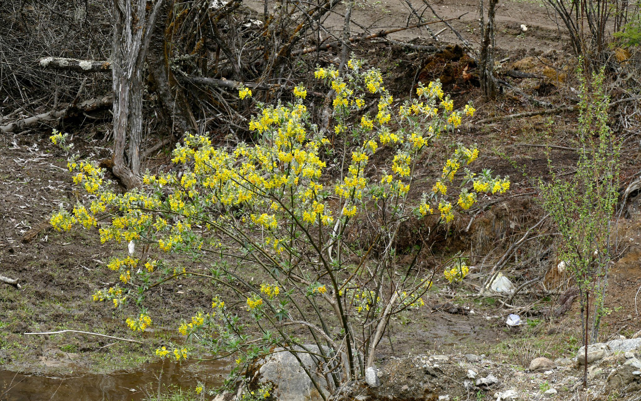 尼泊尔黄花木 piptanthus nepalensis ,豆科黄花木属.