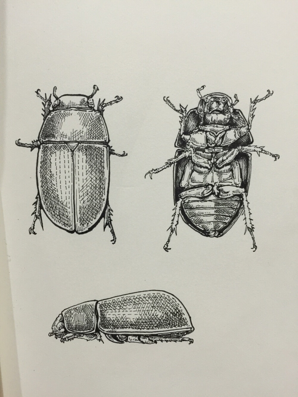 甲虫线描画图片