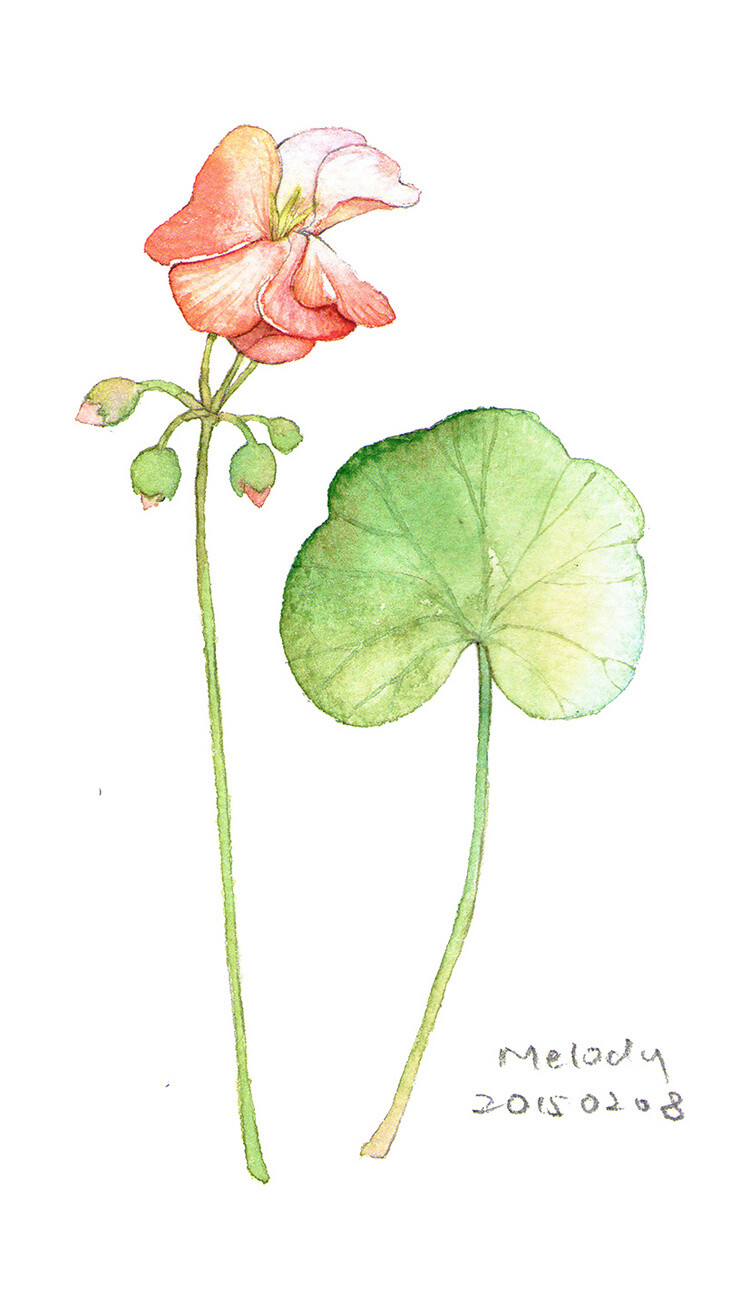 花草,水墨,封面,淡雅,唯美,插画,古风