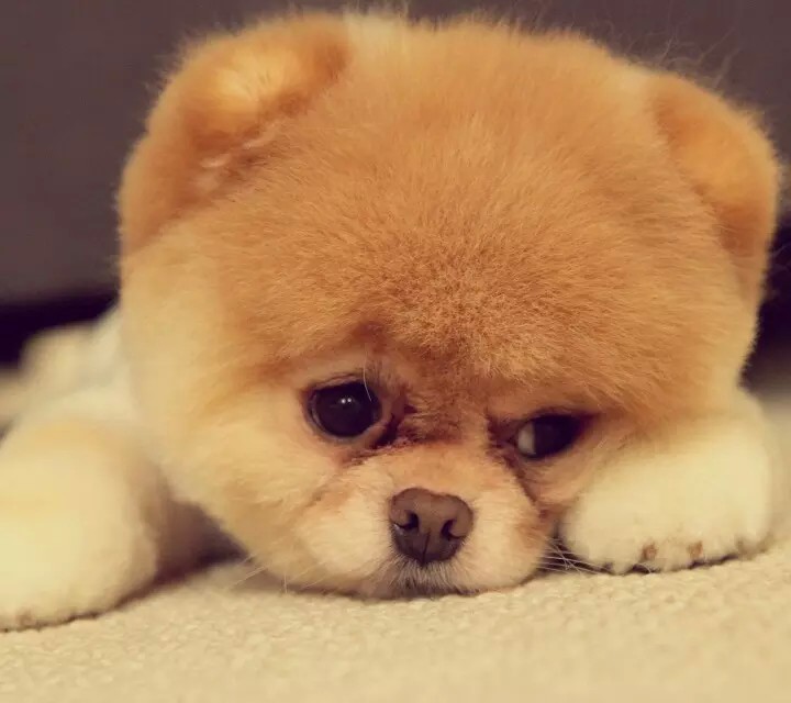 忧郁的狗狗头像图片