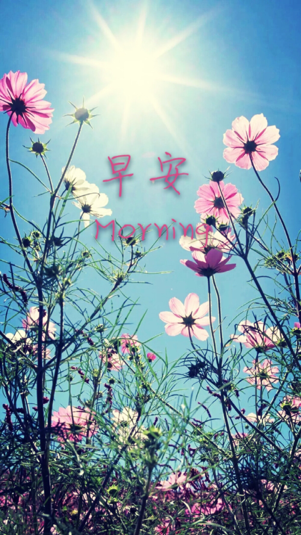 晴朗夏日,早安 - 堆糖,美图壁纸兴趣社区