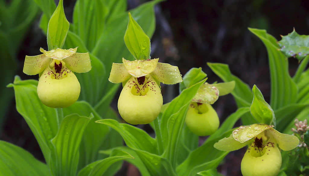 黄花杓兰 cypripedium flavum,杓兰属.